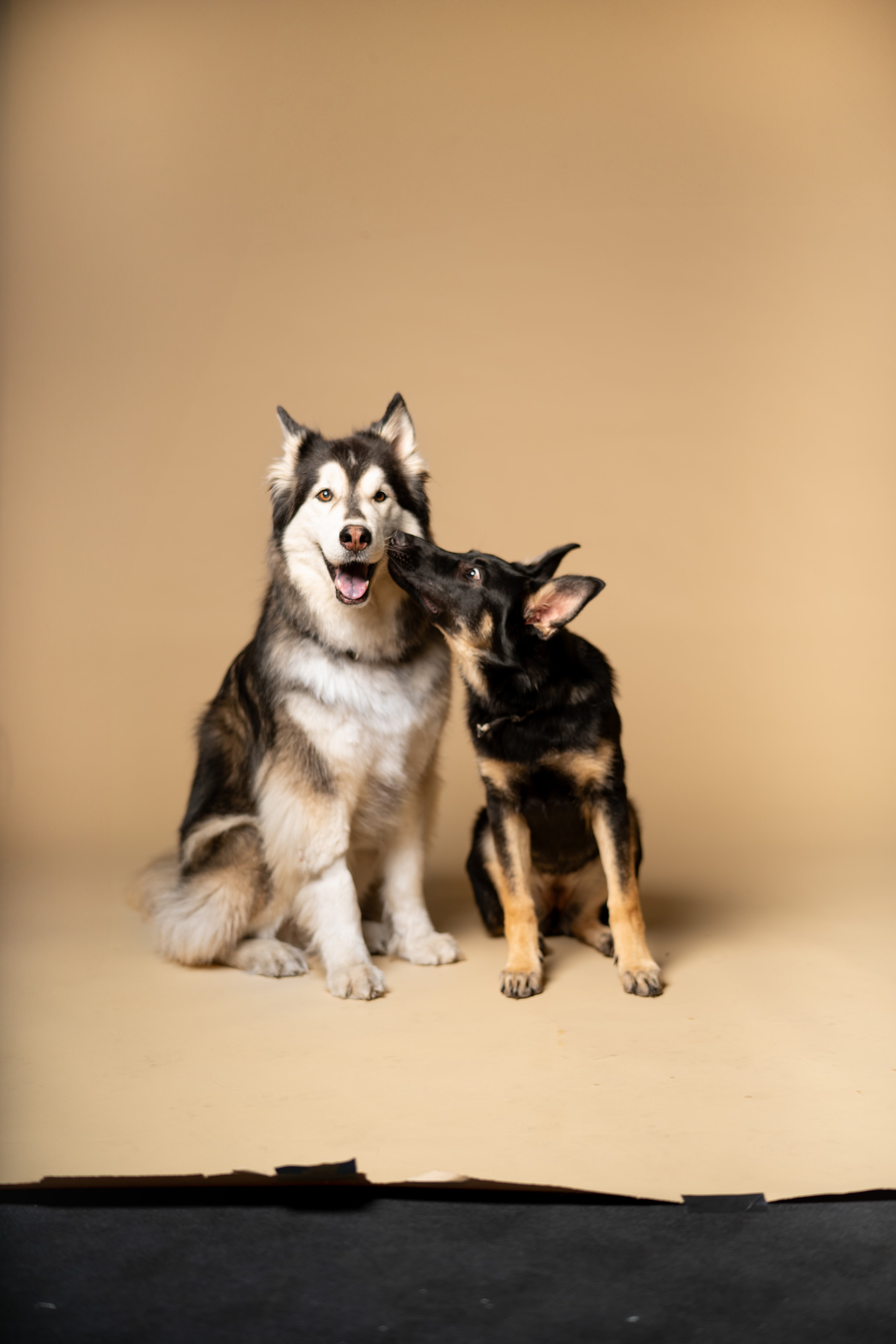 Willow with her husky bestie in a studio