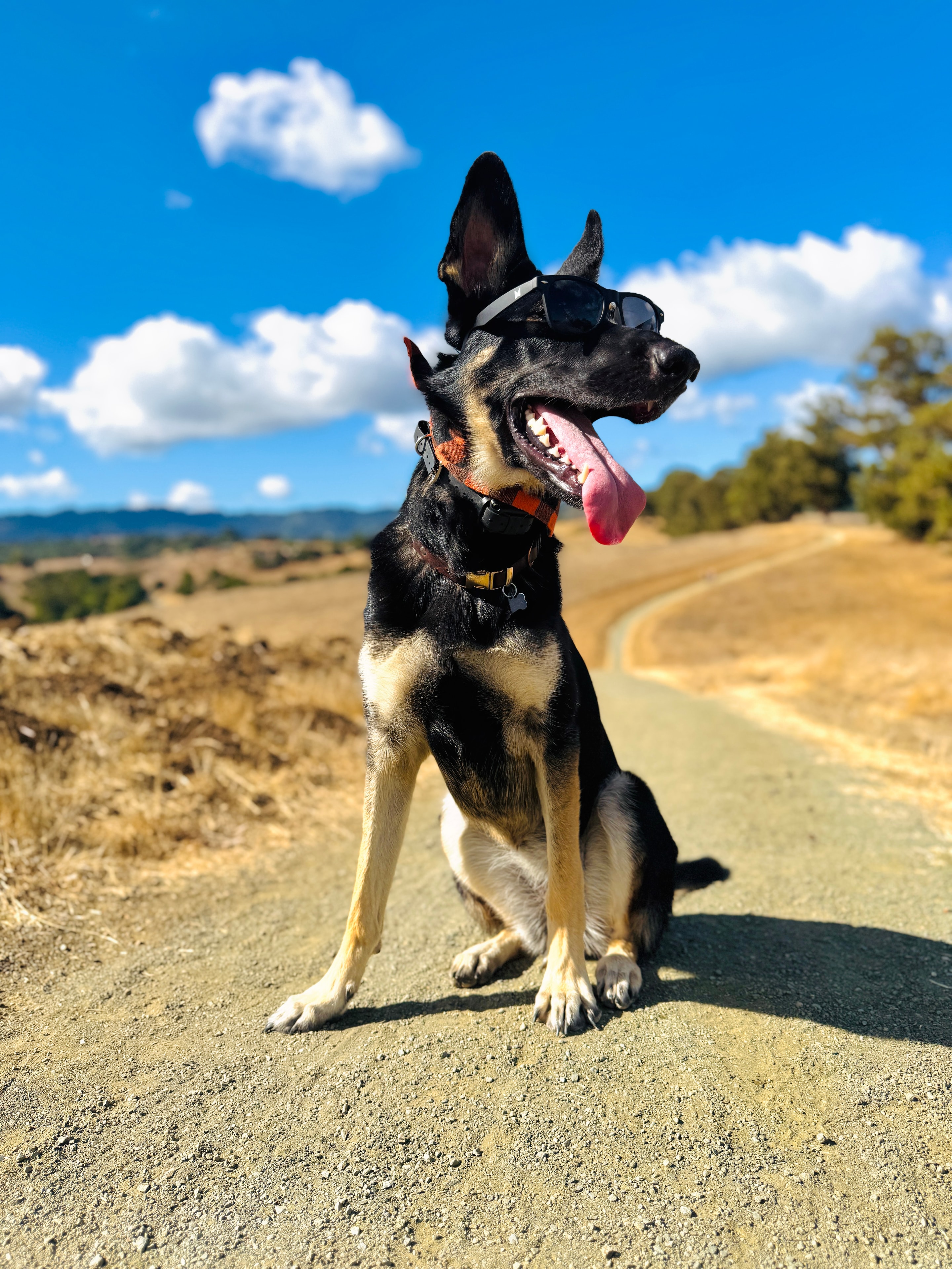 Willow on a dirt trail with blue sky and rolling hills