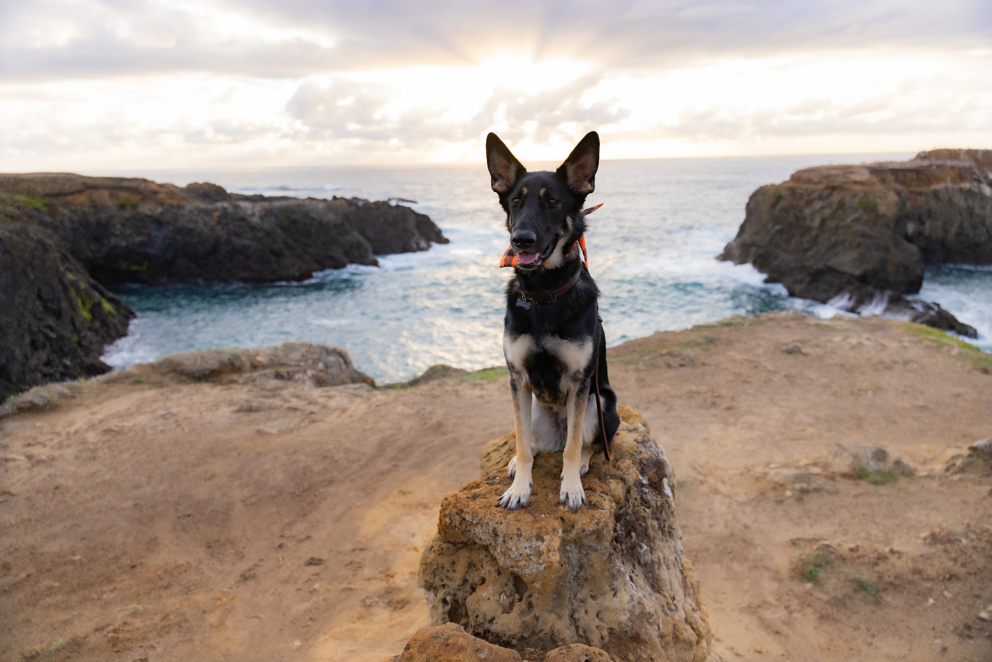 Willow on a coastal cliff at sunset