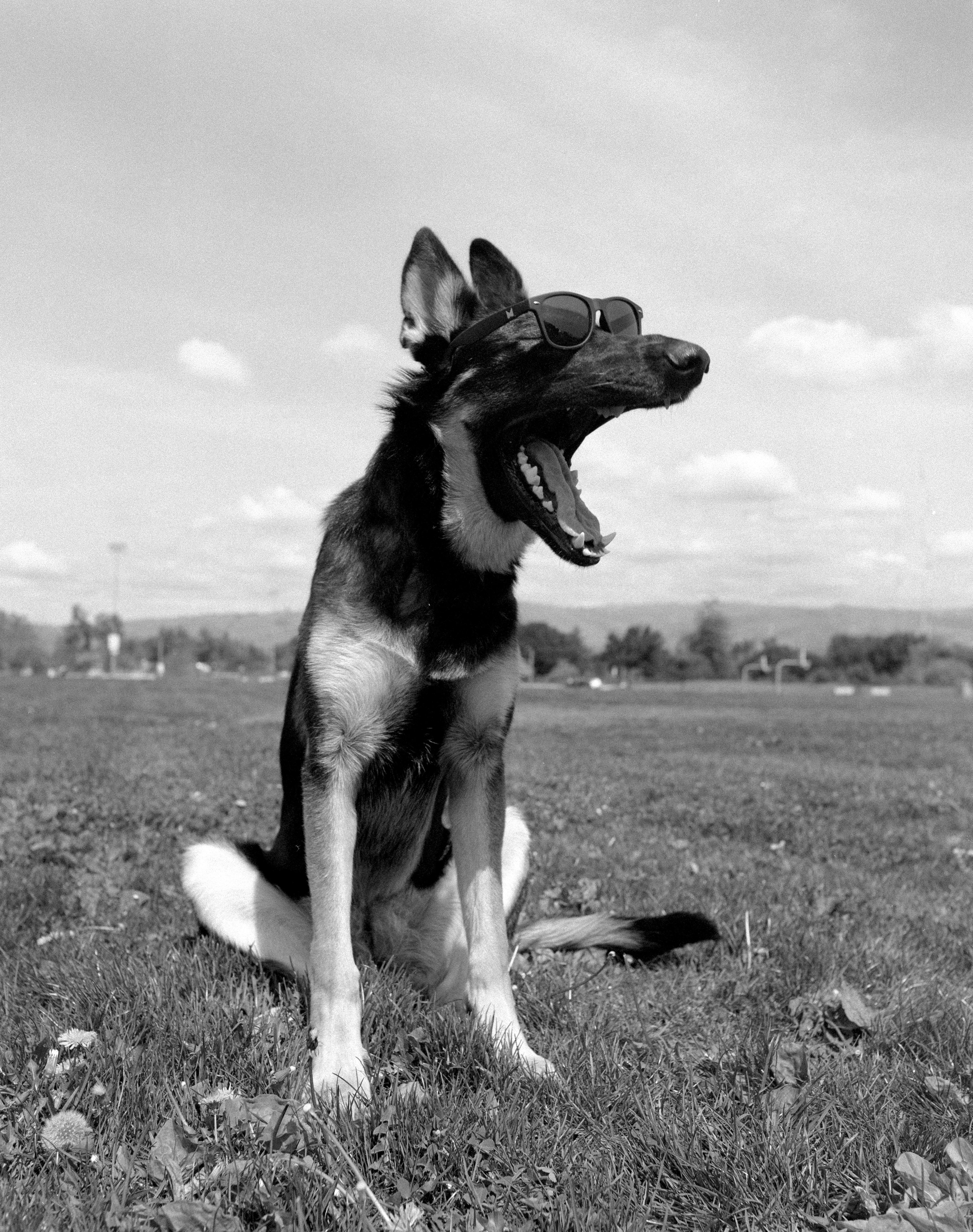 Willow black and white film shot laughing in a field
