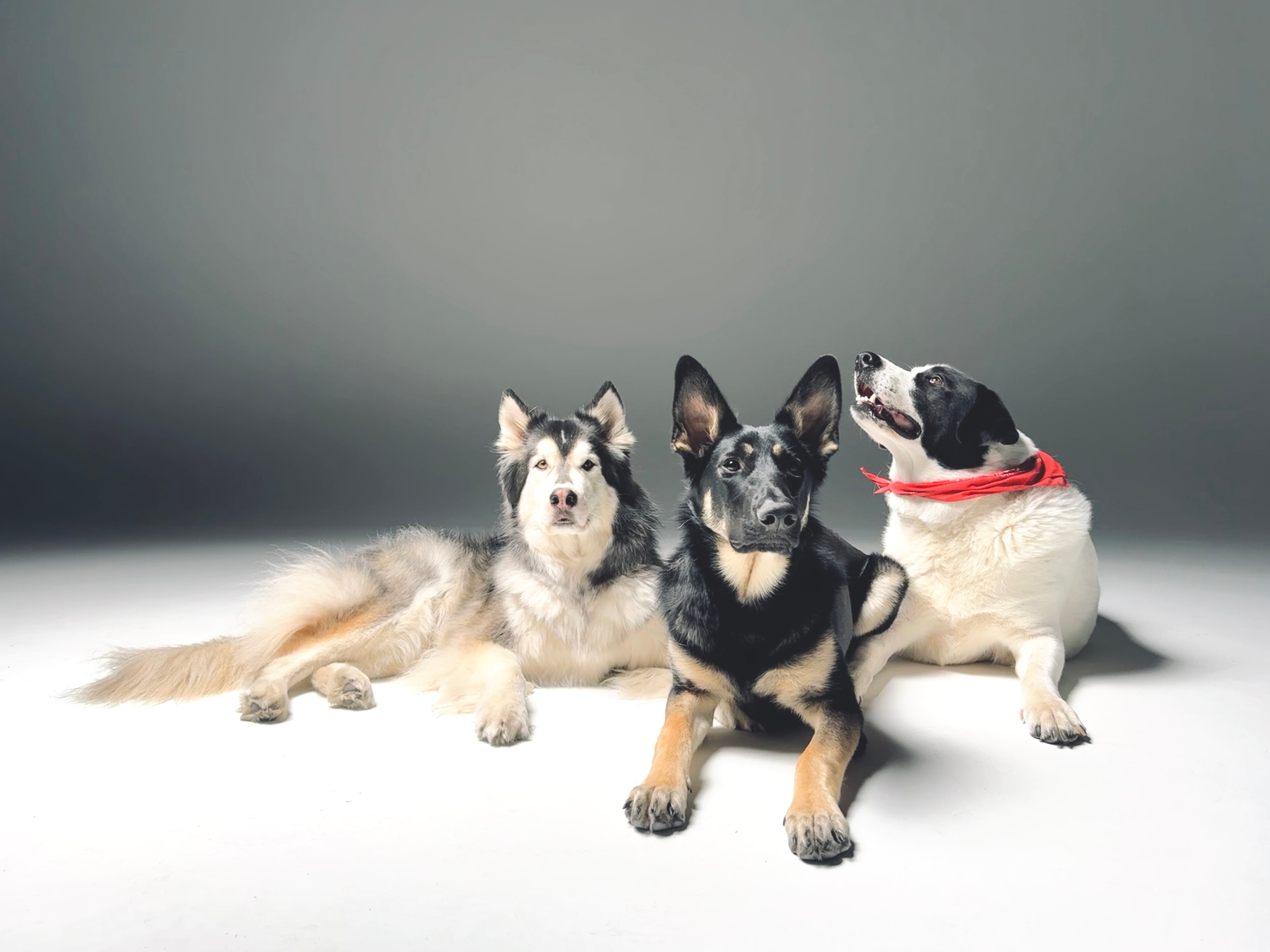 Willow in a studio shoot with two dogs