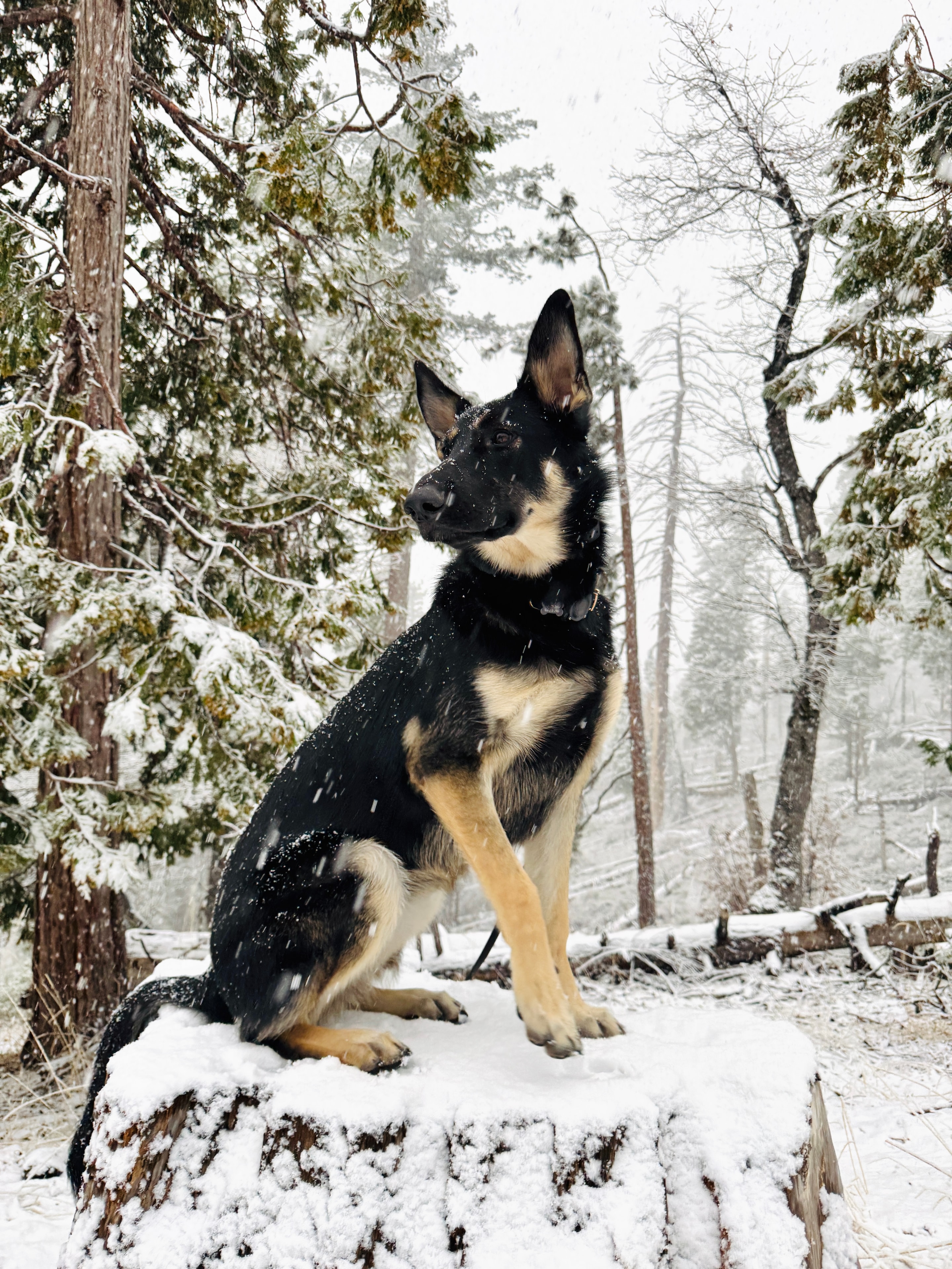 Willow in the snow