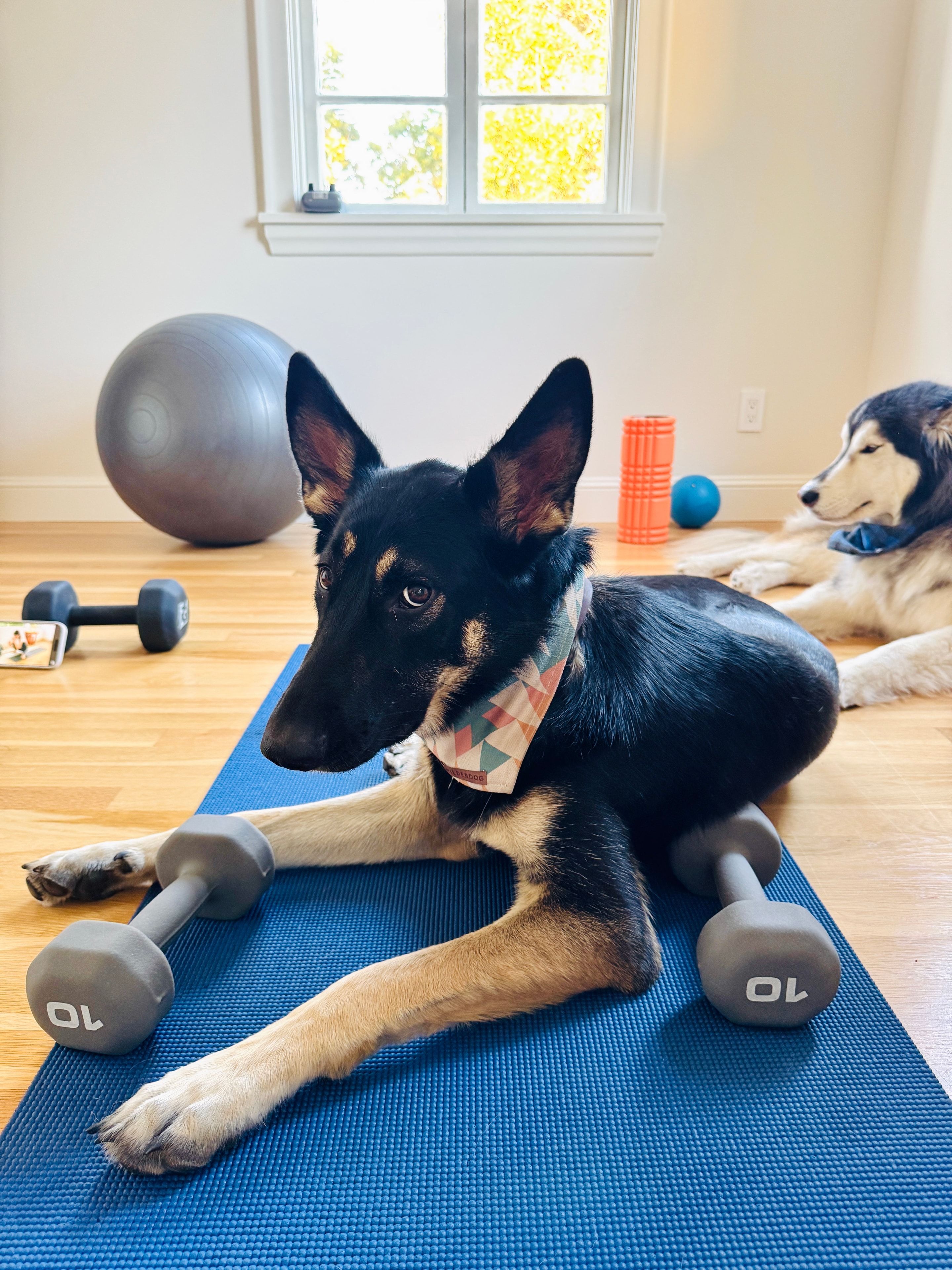 Willow in the home gym