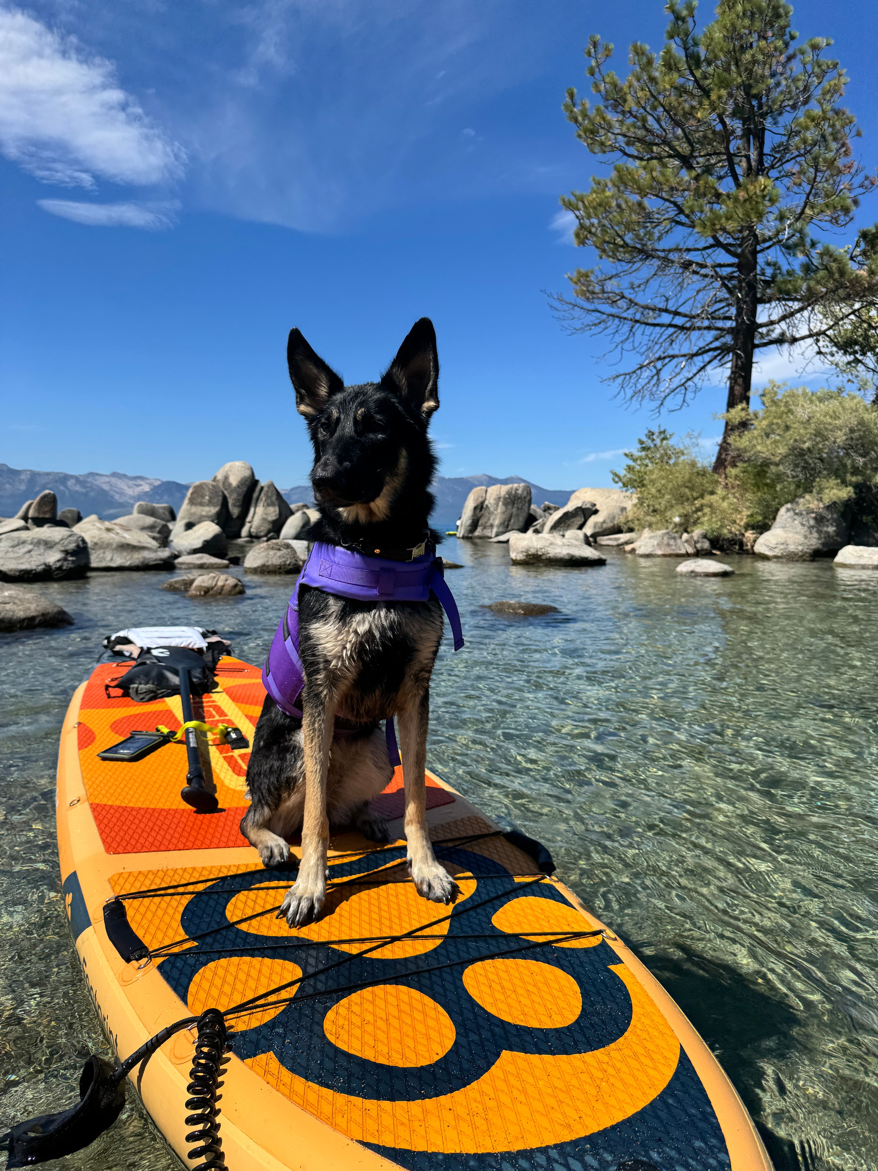 Willow on a paddleboard at Lake Tahoe