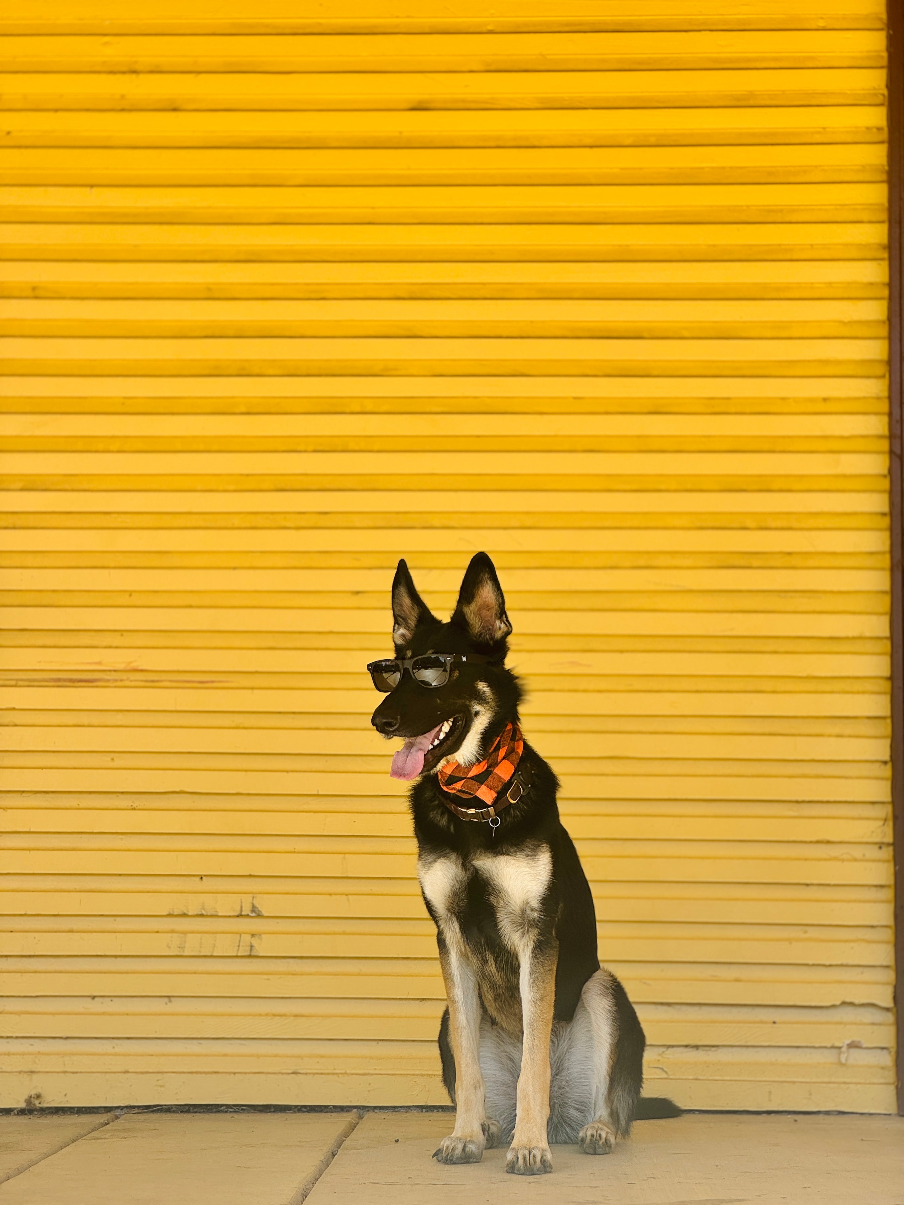 Willow in sunglasses against a yellow wall